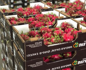 פיטאיה אדומה של חקלאי גרנות צילום פיני לוי